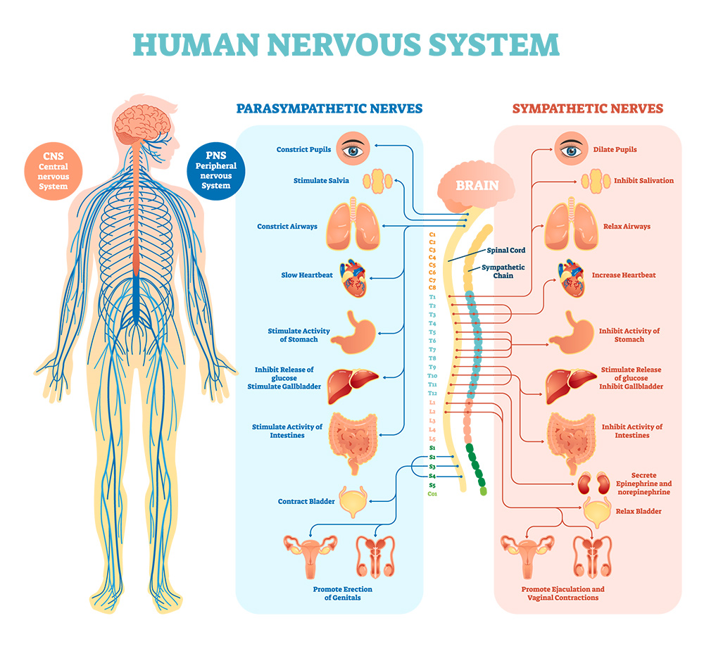 link between routine, consistency, and nervous system health